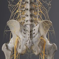 Table de dissection 3D d'anatomie virtuelle pour l'enseignement de l'anatomie et de la physiologie, système de visualisation anatomique 3D avancé