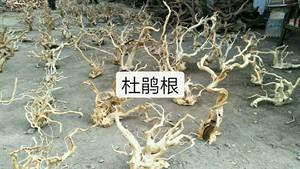 Groothandel Kwaliteit Geel Aquarium Azalea Wortel - Product Image 5