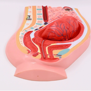 Modelo de Separación Placentaria, Sistema Reproductivo Femenino, Útero, Ovario, Anatomía Pélvica, Modelo de Enseñanza, Material PVC - Product Image 2