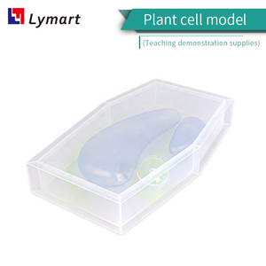 Modelo de estructura de células vegetales para equipos educativos de enseñanza de Biología - Product Image 2