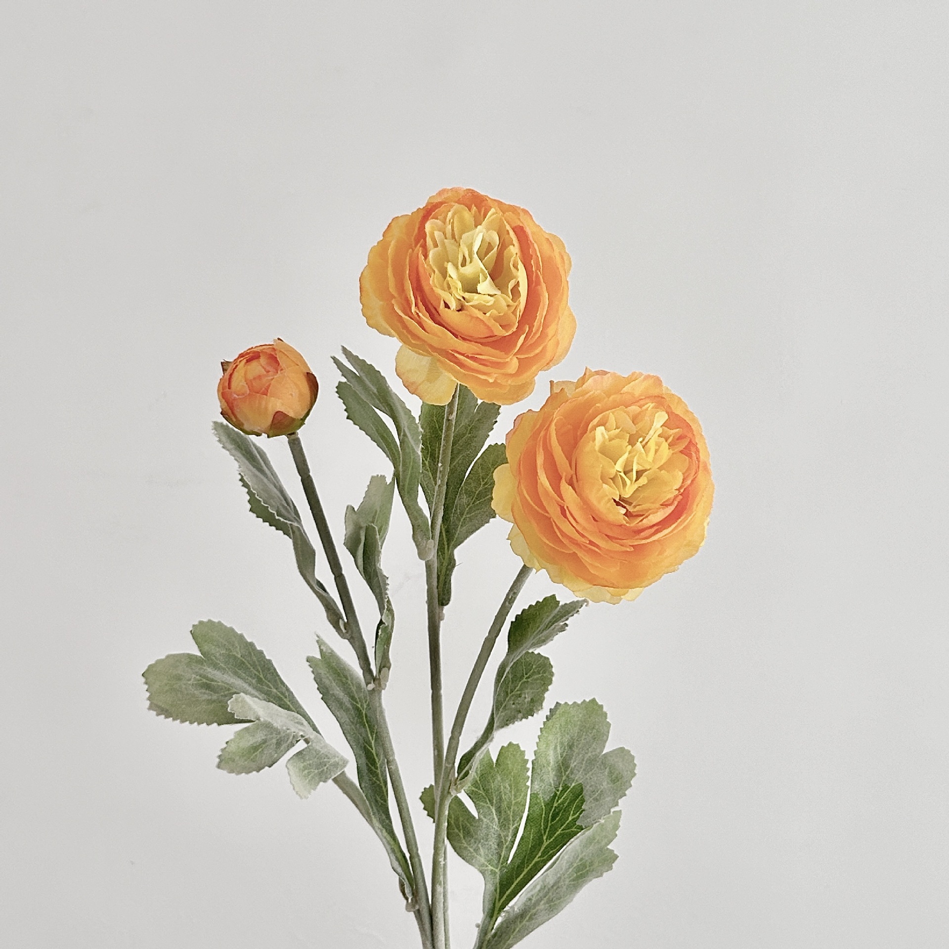 Naranja