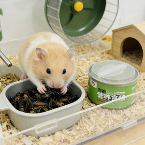 Alimentation de haute qualité à base de protéines d'insectes de cricket préservées pour petits animaux et animaux de compagnie - Emballé sous vide - Product Image 1