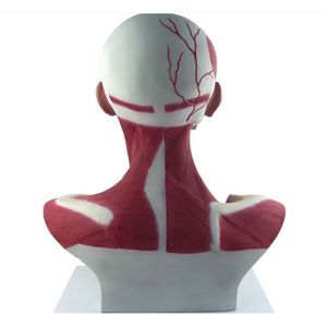 نموذج تشريحي لتشريح الوجه و الرقبة, نموذج تشريحي لتشريح الوجه و الرقبة و تحليل الشريان السباتي الخارجي من المصنع. - Product Image 3