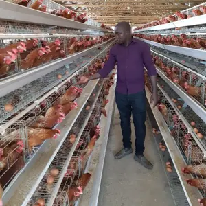 Moteur de cage de poulet fourni 75 fermes avicoles fil 9909558 couche automatique en acier à faible teneur en carbone pour les couches en Inde produit chaud 2019