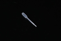 Meilleures ventes de Pipettes vides jetables en plastique Pasteur gradué Pipette compte-gouttes en polyéthylène