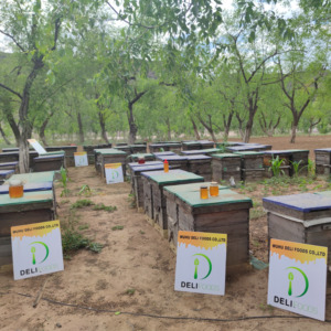 Achetez du <span class=keywords><strong>miel</strong></span> de Sidr du Yémen Al Shifa 500g, <span class=keywords><strong>miel</strong></span> <span class=keywords><strong>pur</strong></span> et naturel - Product Image 6