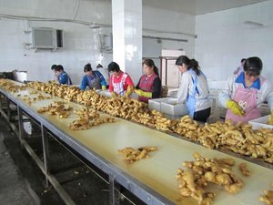 Gừng tươi sẵn sàng để tàu đóng gói trong hộp chất lượng tốt Nhà cung cấp Trung Quốc <span class=keywords><strong>laiwu</strong></span> anqiu ban đầu - Product Image 5