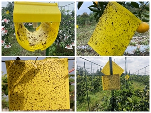 Piège à mouches de ferme en Double Viscose pour les tueurs de mouches avec mites lutte efficace contre les parasites - Product Image 2