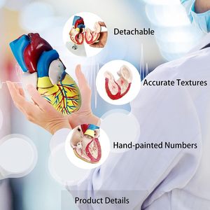 Mô Hình Trái Tim 2 Phần Kích Thước Cuộc Sống Giải Phẫu Với Đứng Làm Việc Mô Hình Trái Tim Cho Mô Hình Giảng Dạy Cho Sinh Viên - Product Image 2