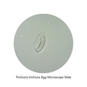 Portaobjetos de microscopio preparados con huevos de lombriz, muestras biológicas médicas para <span class=keywords><strong>la</strong></span> enseñanza de ciencias para niños y educación en el hogar - Product Image 2