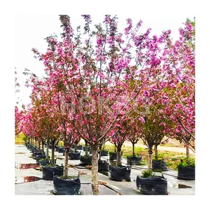 HOKBG 150 litros 40 galones precio de fábrica Anti-UV resistente PP tejido macetas de jardín y macetas Malus spectabilis bolsa de cultivo de vivero - Product Image 1