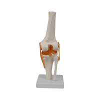 Modelo de Enseñanza de Ciencias Médicas DARHMMY, Modelo de Articulación de Rodilla Funcional de Material PVC para Entrenamiento de Estudiantes, Número de Modelo BOU/A202