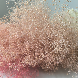 Mini Gipsofila Elegans Stabilizzata Velo di Sposa Essiccata Decorazione per Eventi per Composizioni Festa della Mamma e Natale - Product Image 5