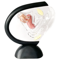 Modèle du système reproducteur féminin, modèle d'utérus transparent, modèle anatomique féminin