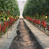 Serre Tunnel Haute Agricole Mono-Travée avec Film PE et Structure en Acier Galvanisé à Chaud pour Climat Chaud