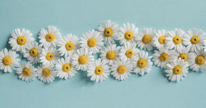 Estratto di fiori di camomilla di alta qualità con apigenina 98% con il prezzo di fabbrica - Product Image 2