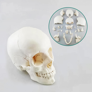 Modello di Cranio Umano Smontabile in Colore Puro con 22 Parti, Modello Anatomico di Cranio Bianco per Adulti - Product Image 1