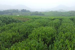Té verde suelto natural Té Kaihua Longding de alto grado en venta - Product Image 4