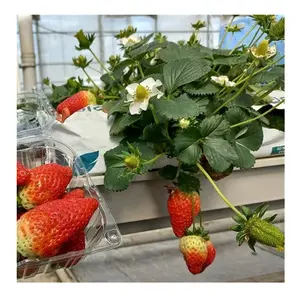 Commercial Plant Hydroponics Strawberry Gutter System Grow bags For Growing Strawberry/tomato/cucumbers Greenhouse