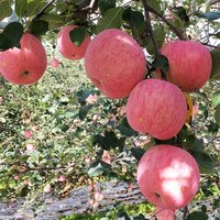 Verse Fuji Appel Marktprijs Verse Appel Met Super Kwaliteit