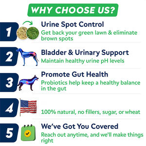 OEM/ODM erba verde morbido mastica integratori per cani da compagnia tenere erba verde supporto intestino digestivo Pet cura integratore sanitario per animali domestici - Product Image 4