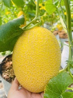 Premium kwaliteit verse meloen |   Hoog Brix zoet groen/roomachtig vruchtvlees |   Gladde Schil Wintermeloen Vietnam 30-60 Dagen Houdbaarheid