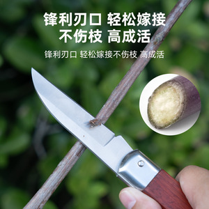 Cuchillo de injerto de acero inoxidable Airi Shield con mango de madera y filo recto, herramienta de jardinería - Product Image 4