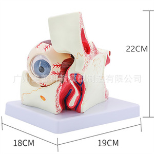 Modèle d'œil, modèle agrandi de l'œil et de l'orbite, modèle anatomique des muscles extraoculaires, démonstration structurelle pour - Product Image 1