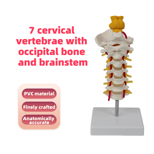<span class=keywords><strong>Esqueleto</strong></span> de PVC de tamaño real, modelo de 7 vértebras cervicales con hueso occipital, tronco encefálico, nervios, vasos sanguíneos para ciencia médica - Product Image 2