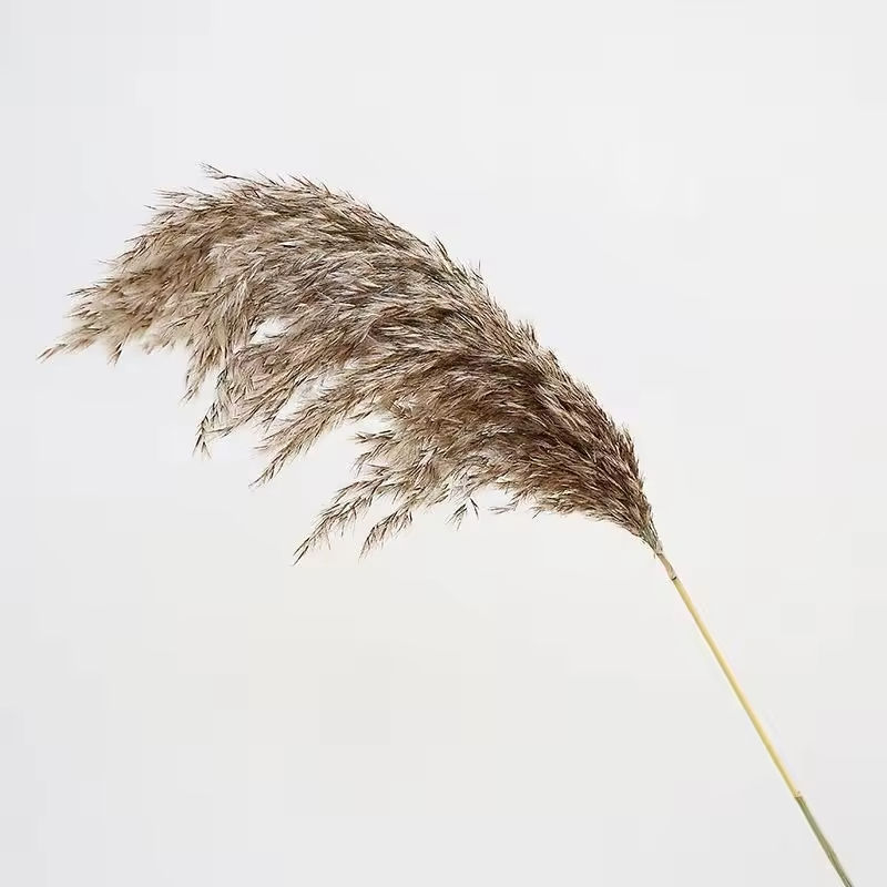 สีเทาเข้ม