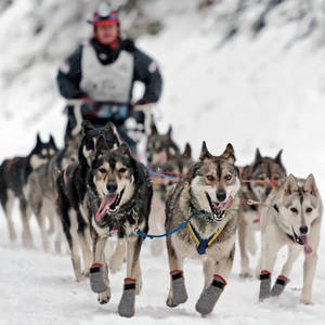 थोक अनुकूलित सर्दियों फैशन विरोधी पर्ची सांस पालतू जानवर बड़ा कुत्ता चलना सुरक्षा मोजे जूते जूते आउटडोर के लिए Hotroads - Product Image 5