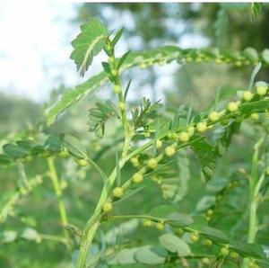 ก้านใบแห้งธรรมชาติของพืชป่าจีน ยี่ห้อเย่เซี่ยจู (<span class=keywords><strong>Phyllanthus</strong></span> Urinaria) - Product Image 4