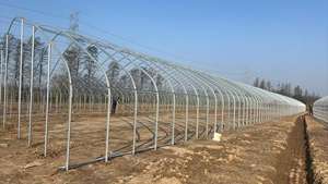 Serres arquées simples de fabrication industrielle pour légumes, fruits et fleurs, idéales pour la culture printanière et automnale. - Product Image 6