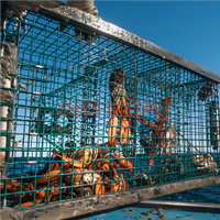 Pièges à crabes en treillis métallique
