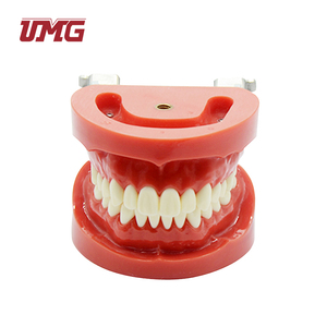 Modèle standard de dentition amovible en plastique pour l'éducation dentaire - Product Image 5