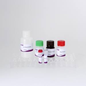 Salmonella Abortus Equi cELISA Kit | Wettbewerbs fähiger <span class=keywords><strong>ELISA</strong></span> | 96T Platte | Pferd Abtreibung Antikörper <span class=keywords><strong>test</strong></span> - Product Image 6