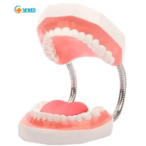 Medical Science 6X magnification oral tooth with tongue model Teaching dental materials Dental consumables denture equipment