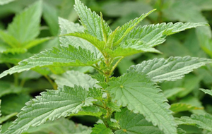 Sản xuất cây tầm ma lá cây tầm ma chiết xuất từ rễ cây tầm ma chiết xuất - Product Image 3