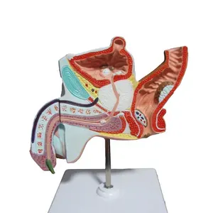 Prostate Model Anatomical PVC Male Genital Male Organ Reproductive System Male Genital Medical Science Anatomy Model Human