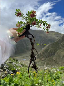 Preço a granel Natural Planta <span class=keywords><strong>Rhodiola</strong></span> <span class=keywords><strong>Rosea</strong></span> Raiz 100% Retenção de Componentes Nutricionais Originais - Product Image 5