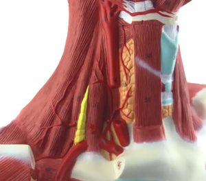 Disección de sección de <span class=keywords><strong>cabeza</strong></span>, <span class=keywords><strong>cuello</strong></span> <span class=keywords><strong>y</strong></span> pecho de <span class=keywords><strong>cabeza</strong></span> humana <span class=keywords><strong>y</strong></span> anatomía muscular de la cara, arte de modelo de <span class=keywords><strong>cuello</strong></span> <span class=keywords><strong>y</strong></span> pecho completo con músculo facial - Product Image 4