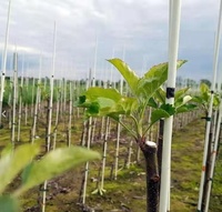 Tige en fibre de verre, Poteau en fibre de verre, Tige de cerf-volant en PRV, Poteau de clôture, Piquet de jardin, Tige en fibre de verre, Piquet en PRV pour bétail, Piquet en fibre de verre
