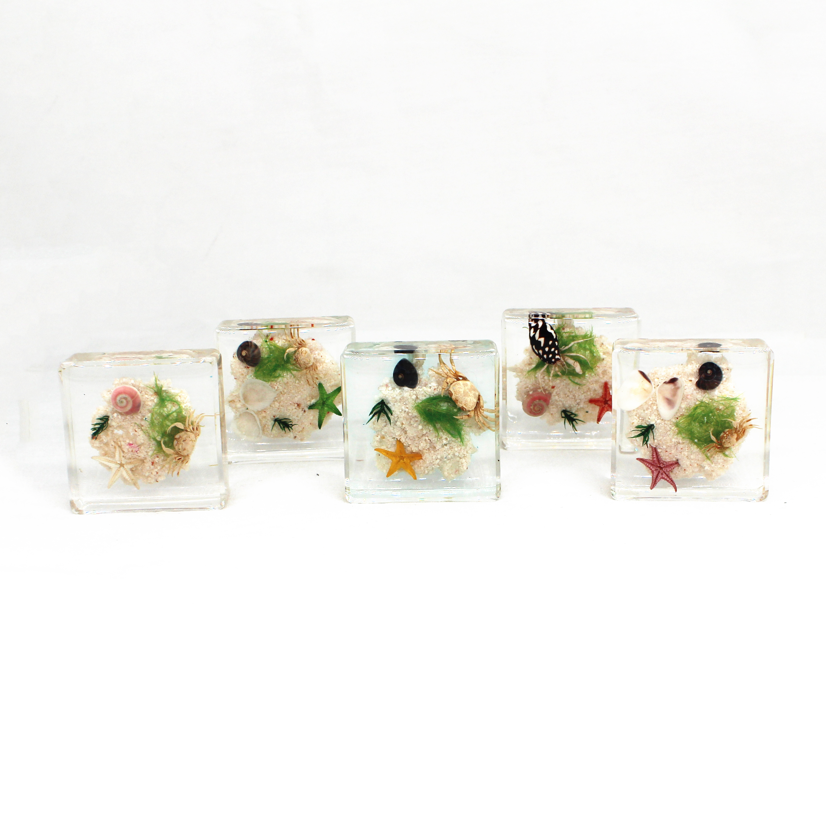 Научные игрушки, прозрачный образец смолы, настоящие образцы животных, морские ракушки, Декор