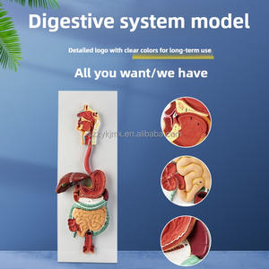 Modelo <span class=keywords><strong>de</strong></span> sistema digestivo humano, sección coronal anatómica del estómago, nariz y garganta, ciencia médica - Product Image 2