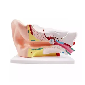 LHN010医学教育教具塑料巨耳模型解剖6倍放大3D人耳模型