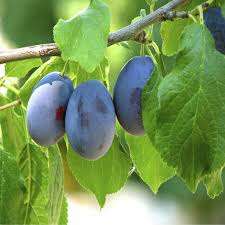 Hongda fournit <span class=keywords><strong>de</strong></span> l'extrait <span class=keywords><strong>de</strong></span> myrtille et <span class=keywords><strong>de</strong></span> myrtille, <span class=keywords><strong>de</strong></span> Lonicera et <span class=keywords><strong>de</strong></span> <span class=keywords><strong>Caerulea</strong></span> - Product Image 3