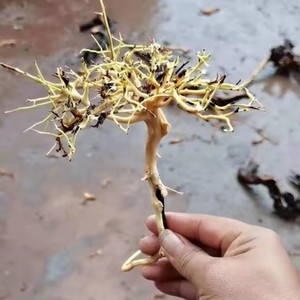 수족관 물고기 탱크 조경 장식 유목 태국 가지 - Product Image 6