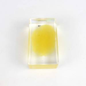 Especímenes incrustados de esponja de Biología Marina educativa - Product Image 5