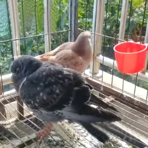 YYC patio trasero cría jaula colgante plástico animal pájaro conejo taza de alimentación bebederos de aves de corral comederos para palomas