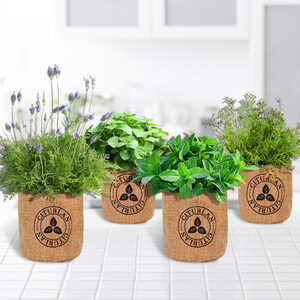 Kit de cultivo de jardín, juego de bonsái, crecimiento creativo de plantas y plantación, Kit de plantación biodegradable, <span class=keywords><strong>maceta</strong></span> - Product Image 5